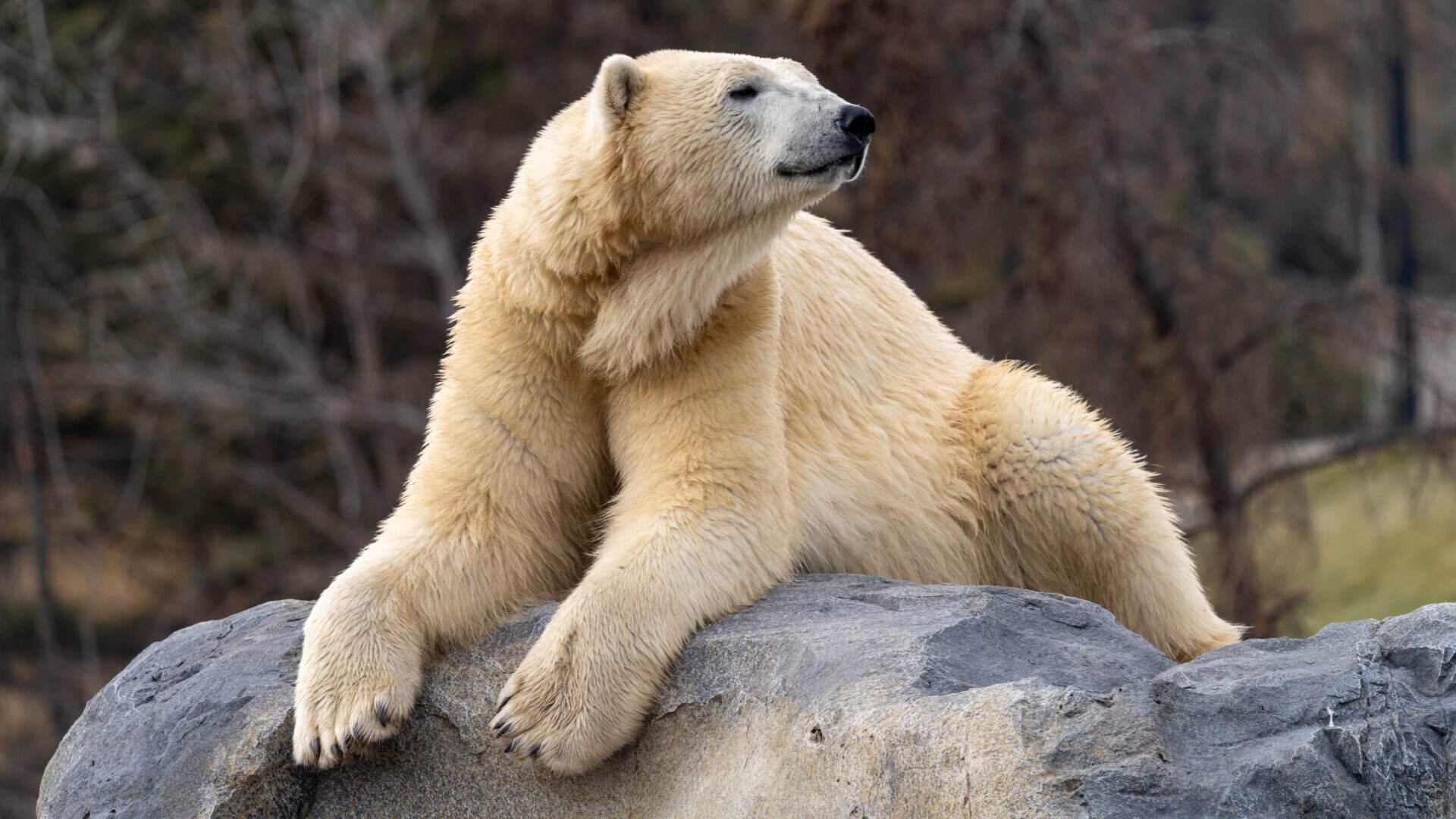 6 year old male polar bear 'Baffin' Zoo Grounds, Taylor Family Foundation Polar Bear Sanctuary, Wild Canada Photographed on November 22 2023 Restricted - Baffin deceased July 19 2024