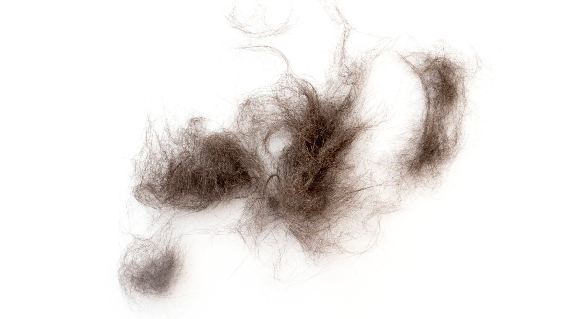 Close-up of heap cat fur isolated on white, top view