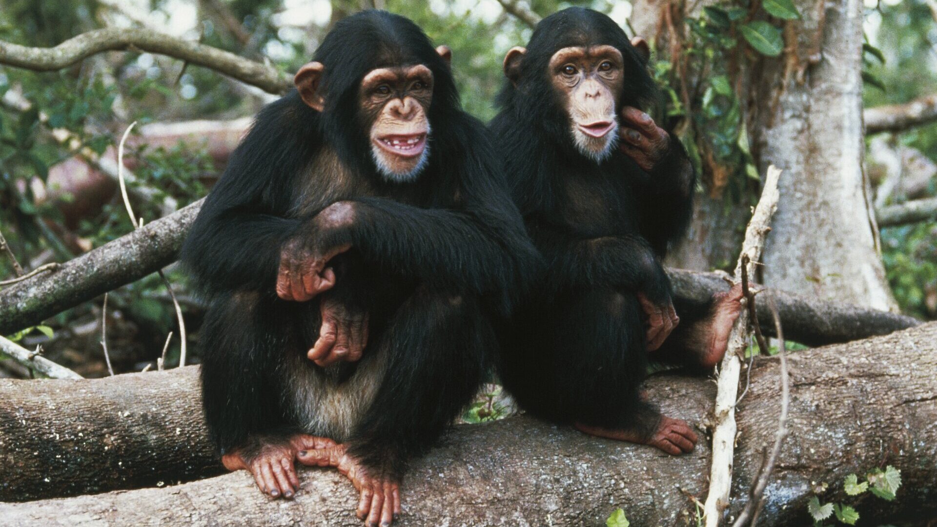 Two chimpanzees (Pan troglodytes) sitting next to each other.