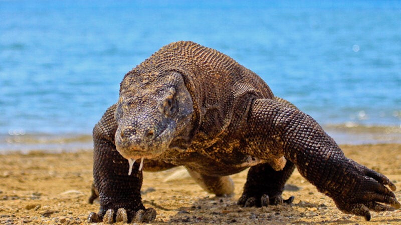 An image of a Komodo dragon