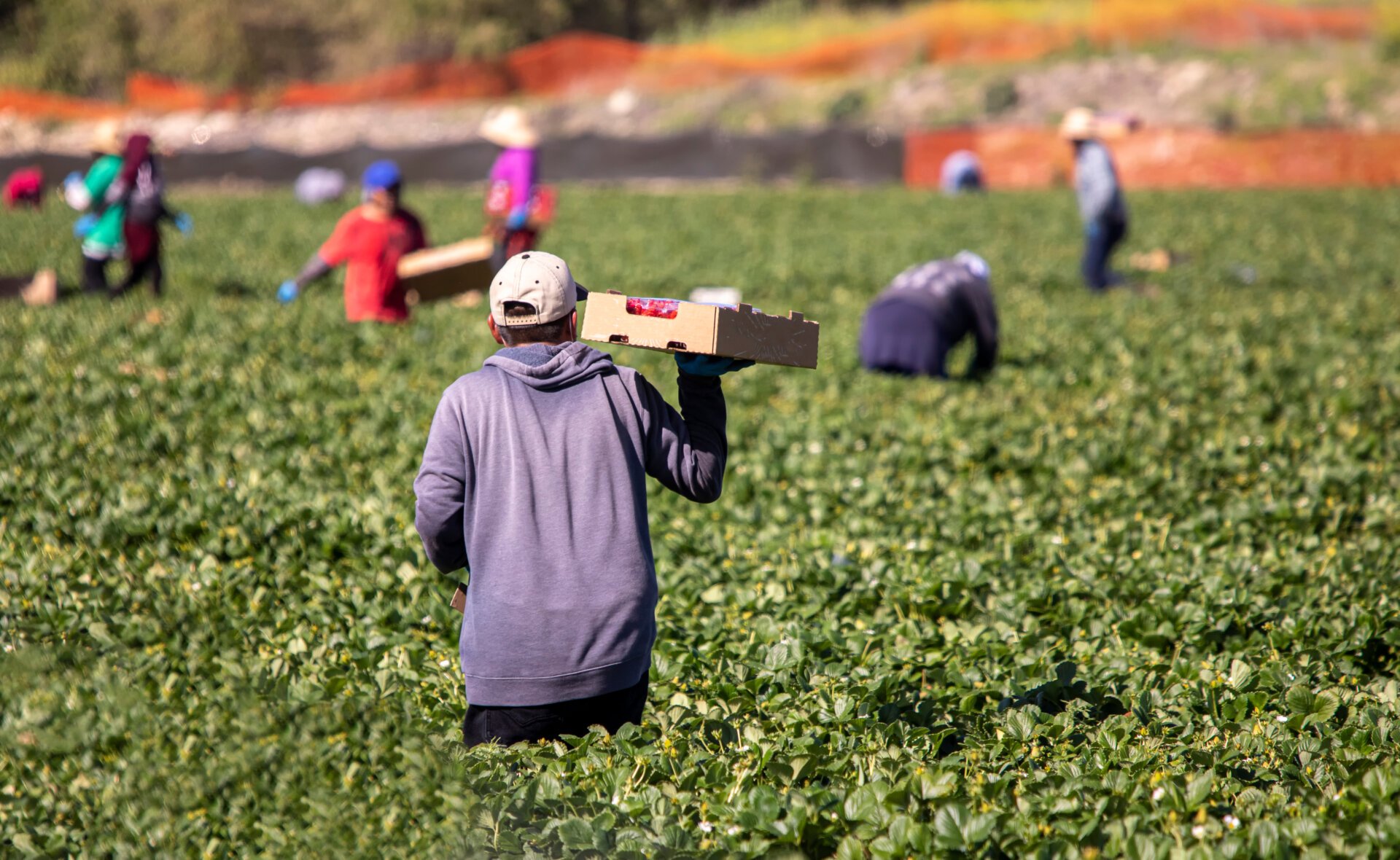 Male,farm,worker,holding,palett,of,strawberries,while,standing,in