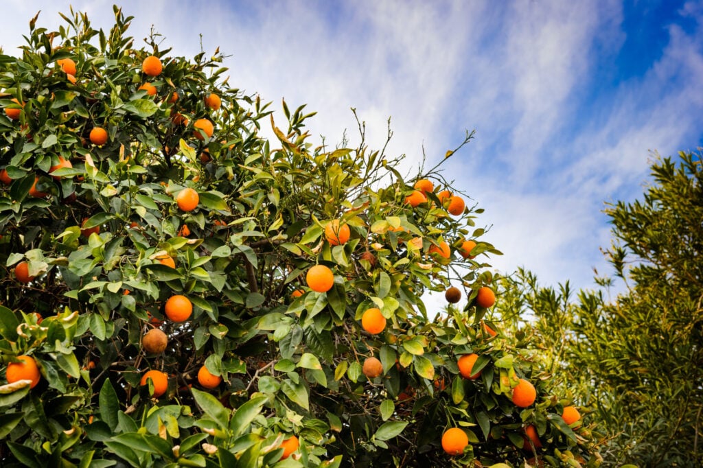 Florida orange trees