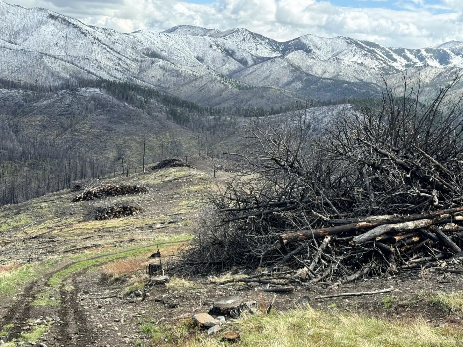 Tree Pile Montana